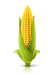 corncob vector illustration