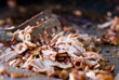 Turkish doner kebab Turkish doner kebab