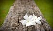 Two white flowers on the old wood