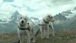 hunde vorm matterhorn