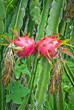 red ripe dragon fruits in research station,Nakhonratchasima,Thai red ripe dragon fruits in research station,Nakhonratchasima,Thai