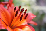 orange lily