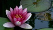 Water lily Timelapse