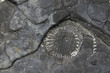 Jurassic Coast fossil Jurassic Coast fossil