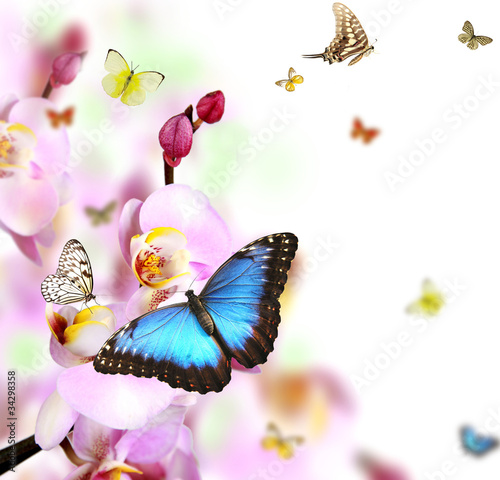 Photo: Butterflies on blossoms of orchid, isolated on white background Butterflies on blossoms of orchid, isolated on white background