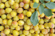 Ripe yellow french mirabelles Ripe yellow french mirabelles
