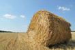 On the sloping field of wheat is a big stack of twisted straw On the sloping field of wheat is a big stack of twisted straw