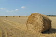 On the sloping field of wheat is a big stack of twisted straw On the sloping field of wheat is a big stack of twisted straw