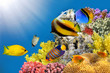 Photo of a coral colony on a reef top