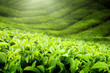 Tea plantation Cameron highlands, Malaysia