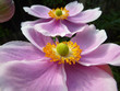 Close Up Japanese Anemone