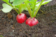 Red radish Red radish