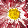 Foto: Red flower with yellow middle Red flower with yellow middle
