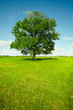 Landscape - field with oak Landscape - field with oak
