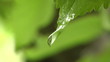 Drop on the leaves.