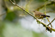 house wren