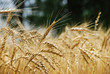 Cereales, trigo, cosecha