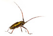 beetle