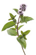Menthe poivrée en  fleurs