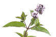 menthe poivrée en  fleurs