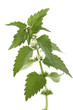 Lamier blanc (Ortie blanche) Lamier blanc (Ortie blanche)