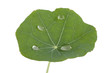 Larmes de pluie sur feuille