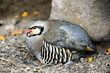 Alpensteinhuhn