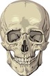 human skull