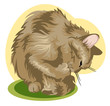 Cat cleaning itself