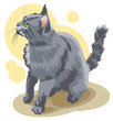 Grey cat