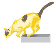 Jumping cat