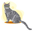Grey sitting cat