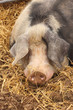 close up of a very big pig pink and black close up of a very big pig pink and black