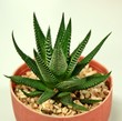 small cactus in pot