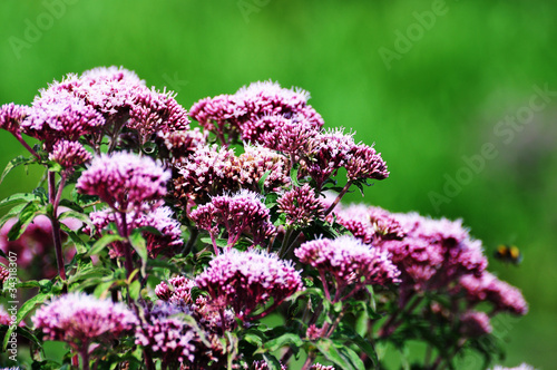 Photo : wild purple flowers wild purple flowers