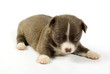 small chihuahua puppy