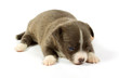 small chihuahua puppy