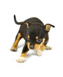 small chihuahua puppy