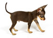 small chihuahua puppy