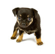small chihuahua puppy