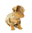 small chihuahua puppy