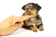small chihuahua puppy