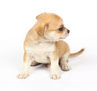 small chihuahua puppy