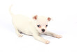 small chihuahua puppy