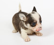 small chihuahua puppy