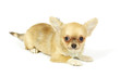 small chihuahua puppy