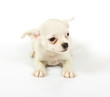 small chihuahua puppy