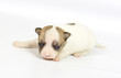 small chihuahua puppy