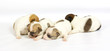 small chihuahua puppy