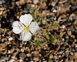 Evening Primrose